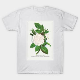 Rose, Perpetual White Moss lithograph (1900) T-Shirt